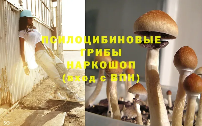 Псилоцибиновые грибы Psilocybine cubensis  Дубна 